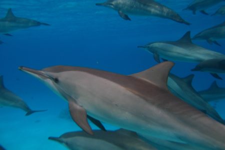 Dolphin House Marsa Alam